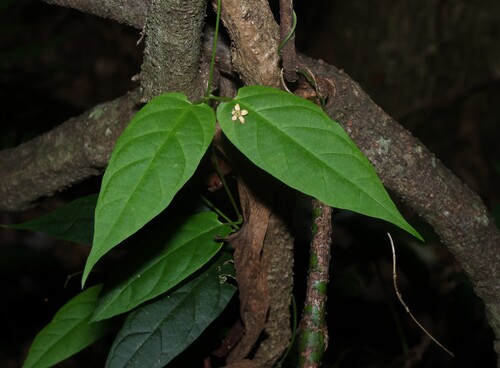 Acuminate Silkpod (Parsonsia ventricosa)