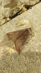 Dasycorsa modesta