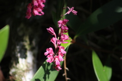 Rodriguezia lanceolata