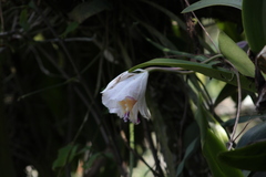 Cattleya quadricolor