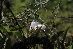 Cattleya quadricolor