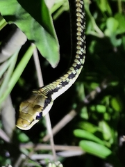Dendrelaphis marenae