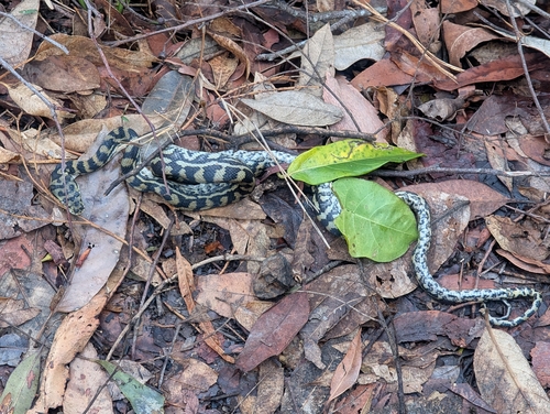 Coastal Carpet Python sighting