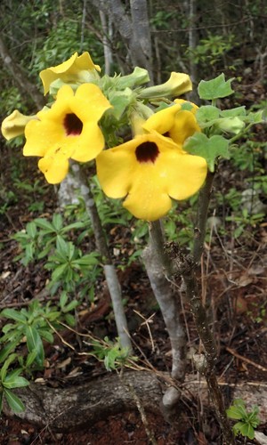 Uncarina peltata