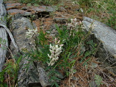 Astragalus tugarinovii