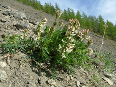 Astragalus tugarinovii