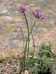 Allium montanostepposum