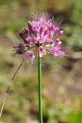 Allium montanostepposum