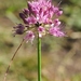 Allium montanostepposum - Photo (c) vladimir_epiktetov, algunos derechos reservados (CC BY-NC), subido por vladimir_epiktetov