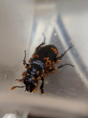 Nicrophorus nepalensis