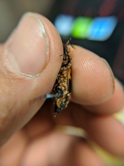 Nicrophorus nepalensis