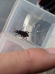 Nicrophorus nepalensis