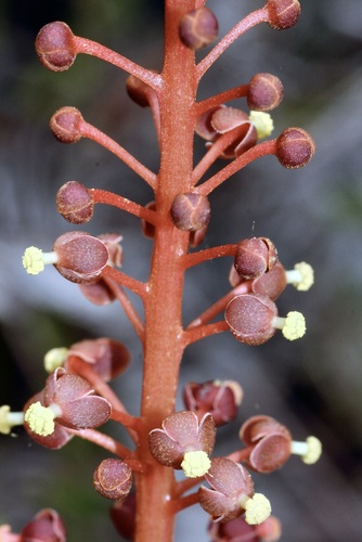 Kantong semar (Nepenthes gracilis)