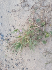 Erodium ciconium