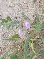Erodium ciconium