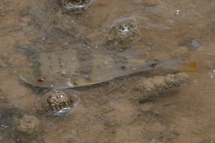 Marilyna pleurosticta