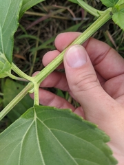 Wollastonia biflora