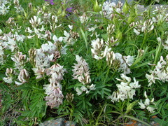 Astragalus tugarinovii