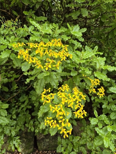 Brachyglottis perdicioides, photograph 5