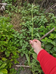 Wollastonia biflora