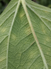 Wollastonia biflora