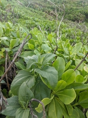 Wollastonia biflora