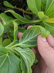 Wollastonia biflora