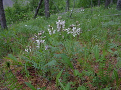 Astragalus tugarinovii