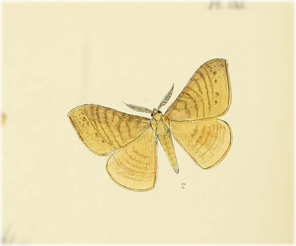Eupterote diffusa