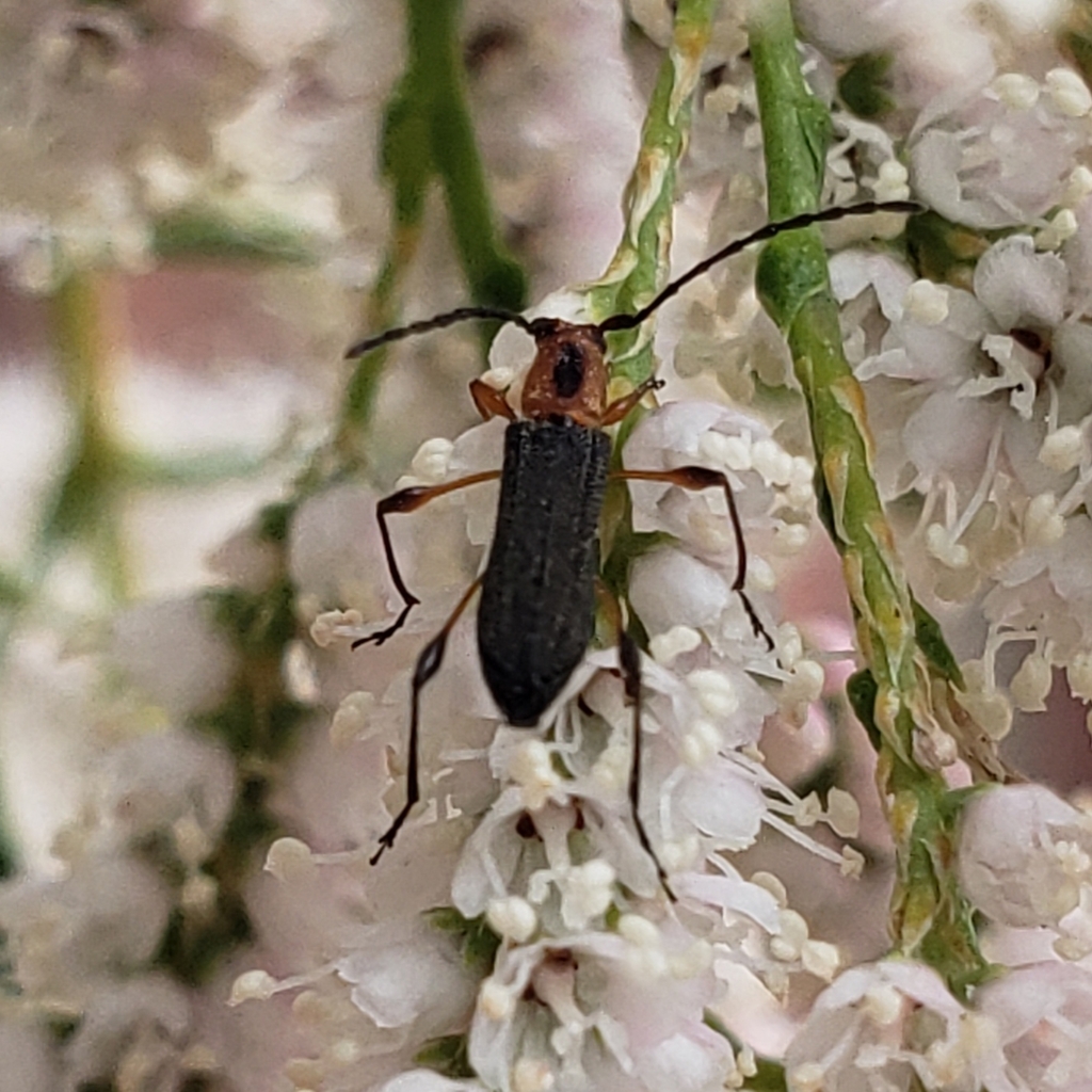 Dihammaphora espinotibia