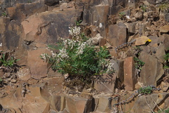 Astragalus tugarinovii