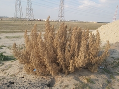 Cornulaca aucheri
