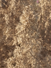 Cornulaca aucheri