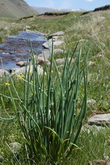 Allium karelinii