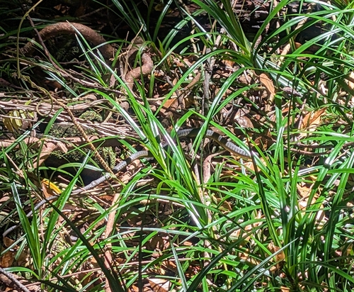Common Tree Snake sighting