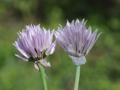 Allium karelinii