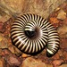 Common Millipedes - Photo (c) Kate Braun, some rights reserved (CC BY-NC), uploaded by Kate Braun