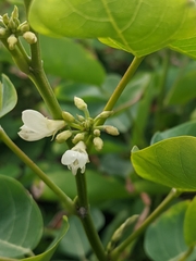 Dendrolobium umbellatum