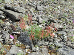 Astragalus tugarinovii
