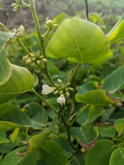 Dendrolobium umbellatum