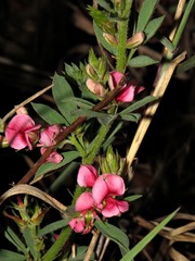 Indigofera rubroglandulosa image