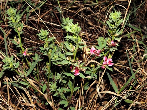 Indigofera rubroglandulosa image