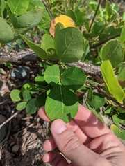 Dendrolobium umbellatum