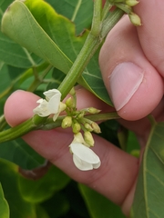 Dendrolobium umbellatum