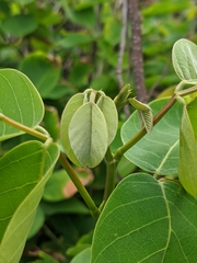 Dendrolobium umbellatum