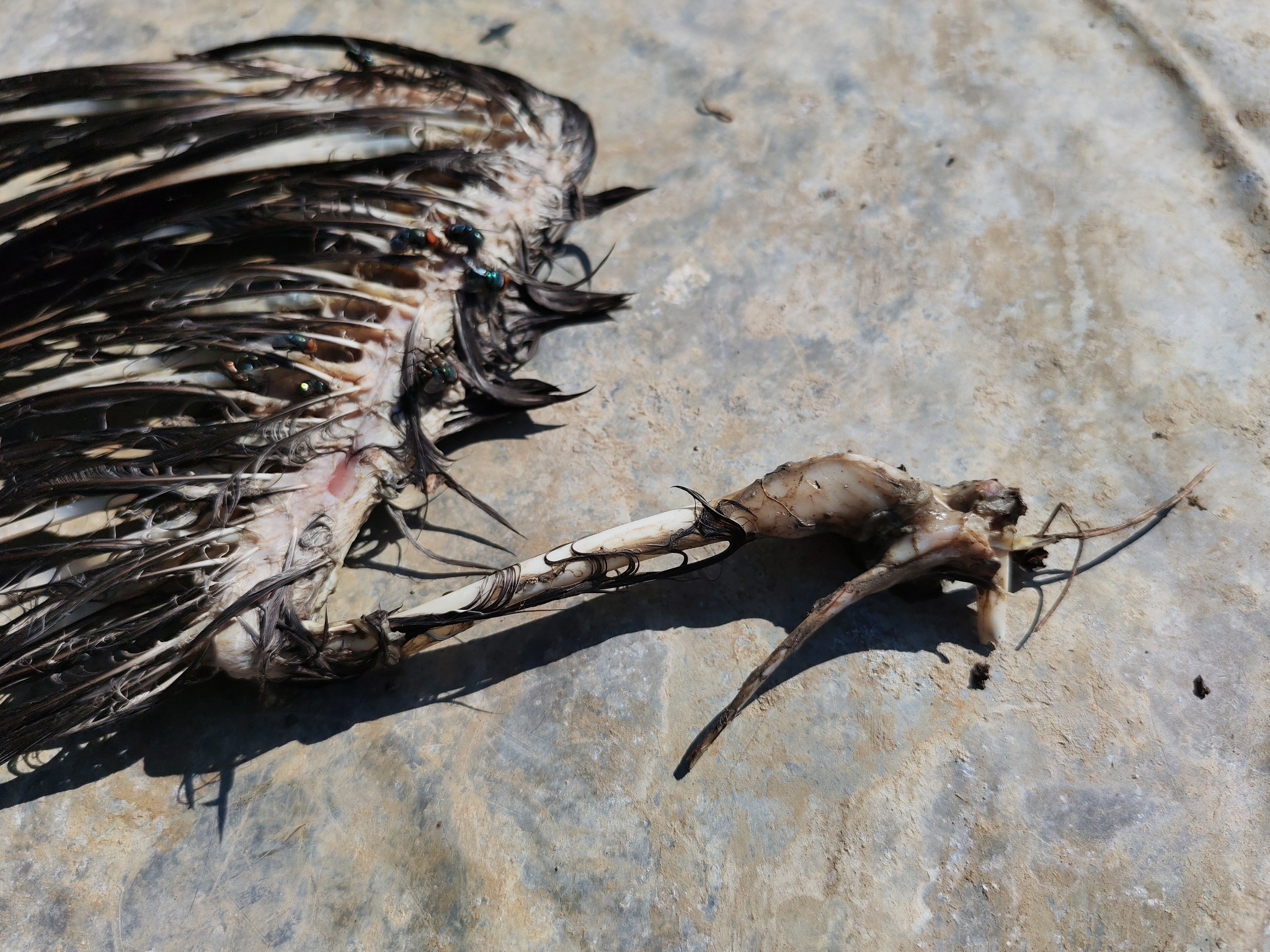 White-eared Night Heron