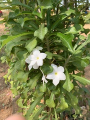 Angiospermae