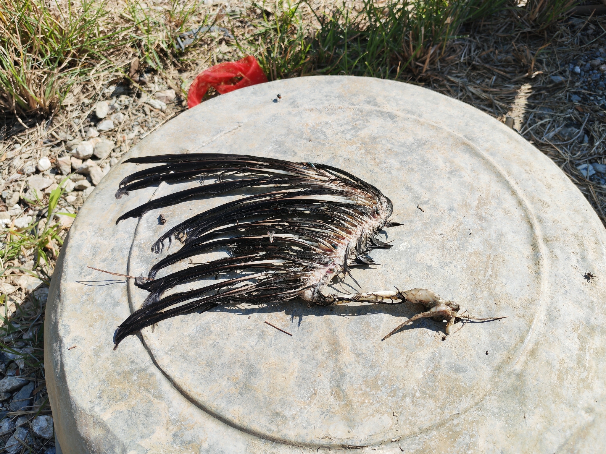 White-eared Night Heron