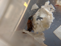 Taxiplagus abnormalis