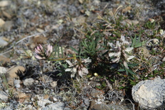 Astragalus tugarinovii